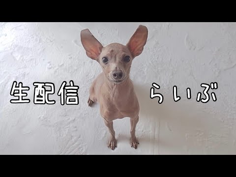50代未婚女性と甘えん坊な子鹿犬の日常動画(ミニピン)