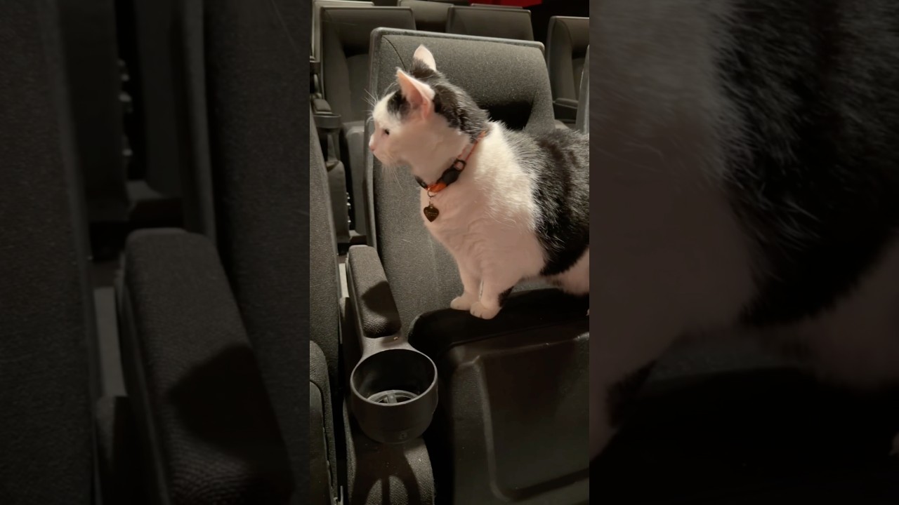 Сэр! Вам нужно покинуть театр! 🍿 🎞️ 🐱 Кот гуляет по театру!