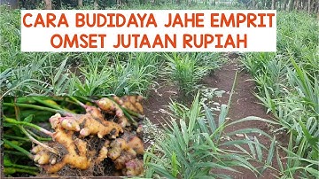 Cara Budidaya Jahe Emprit Omset Jutaan Rupiah.