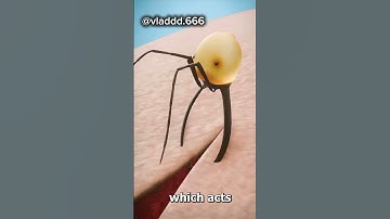 Using ants to stich wounds  #shorts #short #shortvideo #trending #facts #ytshorts #yt #viral #viral