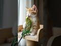 You Are My Baby Brother ❤️ Kitten Hugs Parrot 🦜🐈