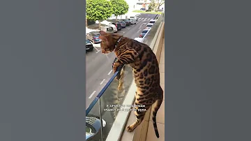 От этих кошек отказываются 😰 #shorts #кошки
