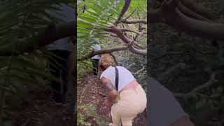 KIRMIZI MAYMUŞLAR 😊 #shorts #redmonkey #animals