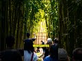 Pandas: ¡Necesitan Tu Ayuda! 🐼
