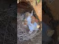 😻😻🐰#conejitos #bunny #trendingshorts  #animales  #fyp #parati #animals