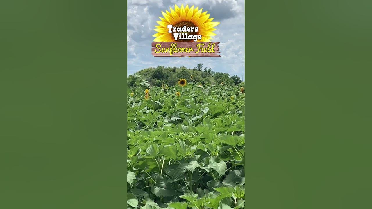 They're ready to go, just waiting for the flowers to open now! Say it