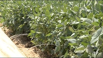 Safeguarding Soybean Production from Heat & Drought Stress-Induced Yield & Quality Loss: Year 1