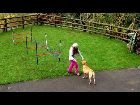 Video: Come Trasformare Qualsiasi Cosa In Un Corso Di Agilità Per Cani Da Parkour