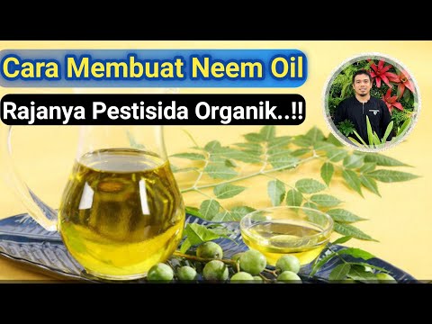 Cara membuat neem oil (minyak mimba), Rajanya Pestisida Organik, Cara membuat pestisida Organik,