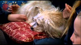 Jazz The Dog Teacher Hot Shots