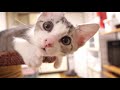 高い所で眠たくなった子猫を床に降ろしたら無防備な体制で眠りにつく【赤ちゃん猫】【保護猫 子猫】