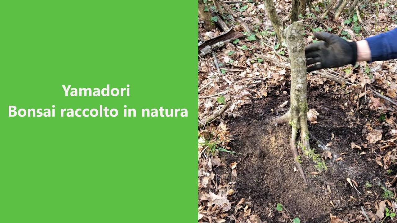 Raccolta Bonsai in natura.  Yamadori di carpino.