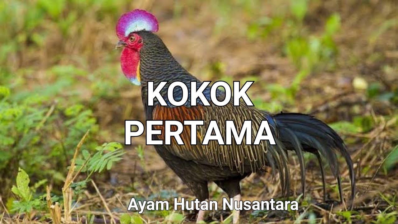 AKHIRNYA AYAM HUTAN INI MULAI MENUNJUKKAN KOKOKNYA 
