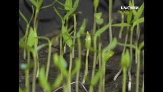 6 соток  Вирощування перцю