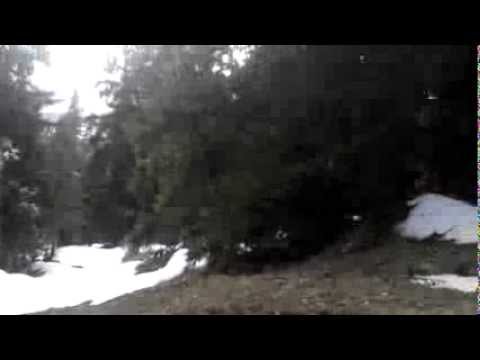 დათოვლილი ათასწლოვანი  ტყე ბაკურიანში / Snow-Covered Forest at Bakuriani