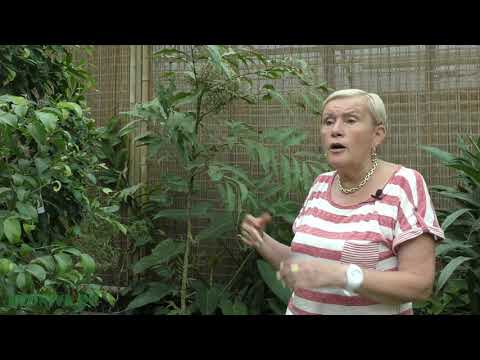 Video: Aralia Stikkende