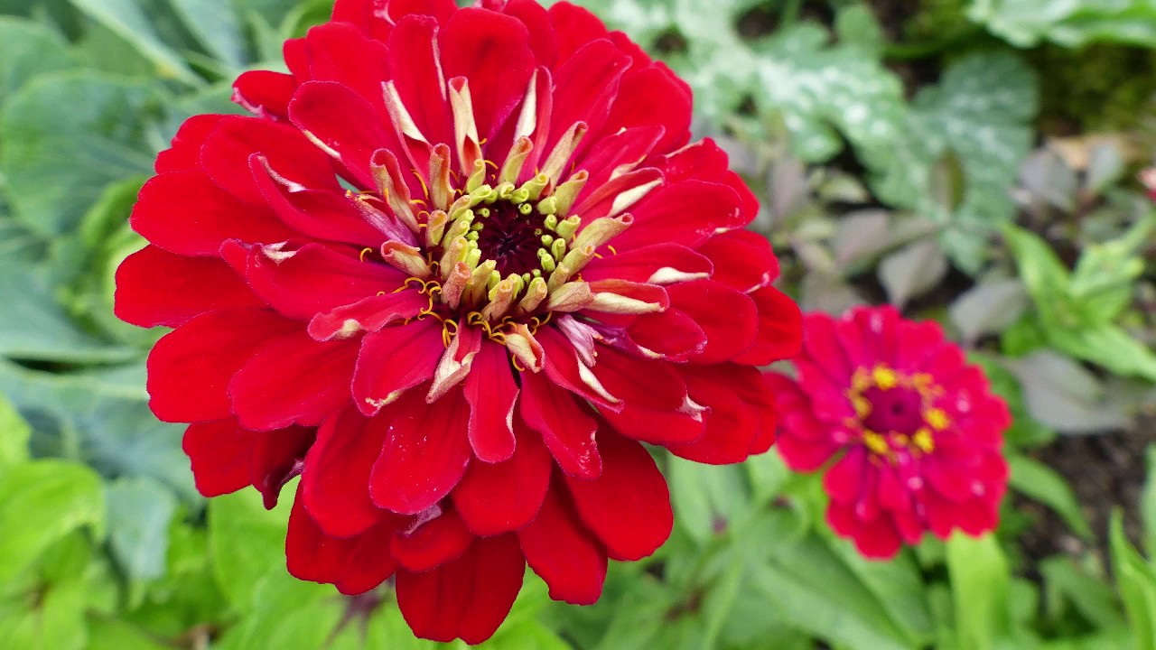 Zinnias How To Plant Grow And Care For Zinnia Flowers The Old Farmer S Almanac