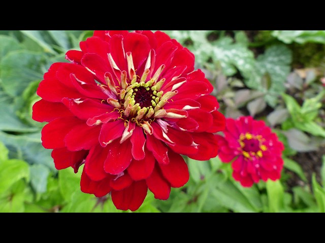 Zinnias How To Plant Grow And Care For Zinnia Flowers The Old Farmer S Almanac