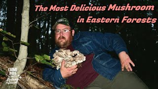 Celebrity The Most Delicious Mushroom in Eastern Forests Profile