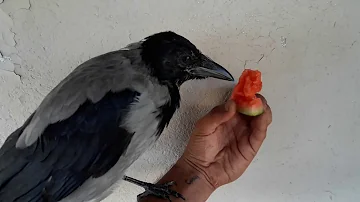 Pourquoi on ne mange pas de corbeau ?