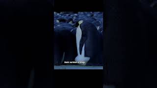 The female penguin spends two months traveling far away to find food for her chick.