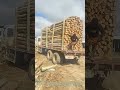 Cutting the Stakes: How a Single Chainsaw Unloads a Full Log Truck