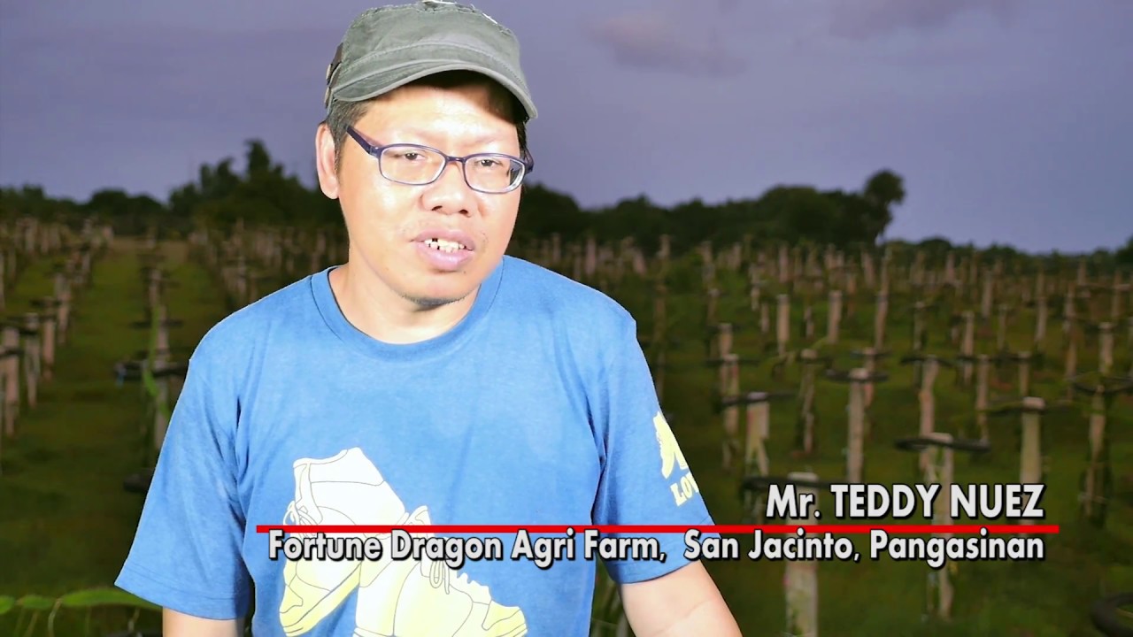 UNA DEKADA The Dragon Fruit Growers San Jacinto Pangasinan HD