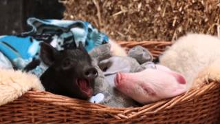 Sleeping Piglets