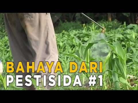 Video: Apa Itu Pestisida: Apa Arti Berbagai Bahaya Pestisida