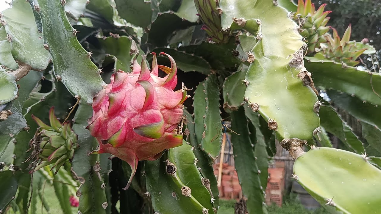 Muita chuva+fiquei doente+fartura na chácara refúgio do malhado 
