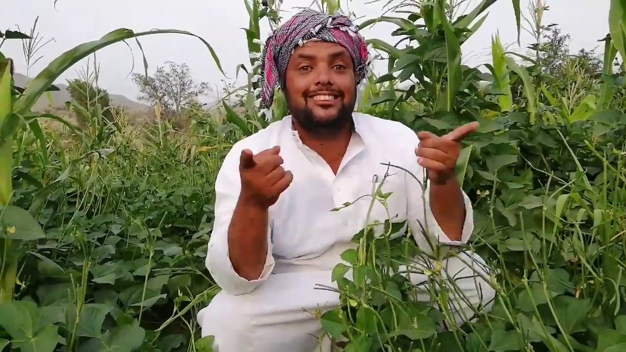 أكلة الدجر أو الماش