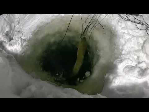 Проверка перемета. Стабильный улов и свежая наживка.