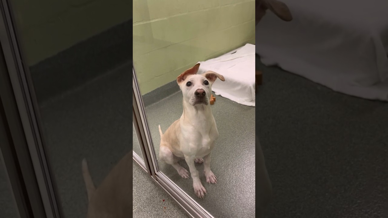 Will you help these hopeful faces? 🙏 🥺 