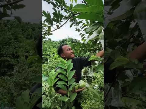 NAMA NAMA PEMETIK JAMBU KRISTAL KITA