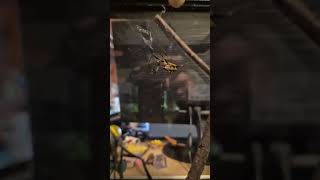 Miss Sue, the yellow garden spider has been working on her web this morning!