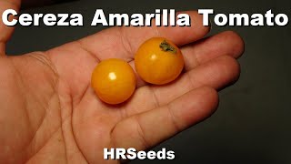 ⟹ Cereza Amailla Tomato | Solanum lycopersicum | Tomato Review