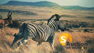 Sa Auction Group Breath-Taking Game Farm