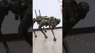 Meet FRANK the Robot Dog