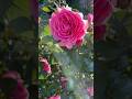 Природа такая красивая 🌸 #цветы #розы #шмель #красота #лето #природа #релакс #расслабление