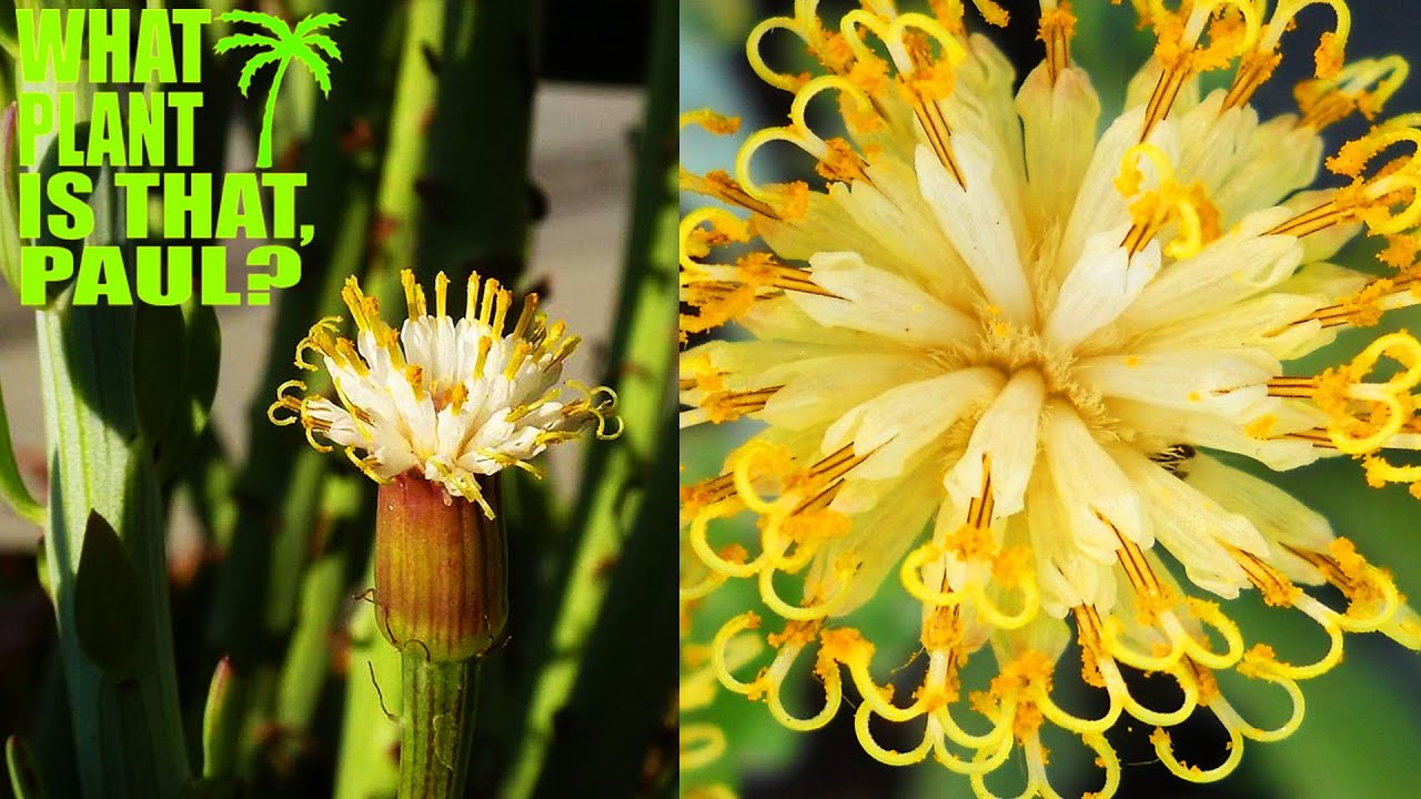 Senecio Anteuphorbium (Swizzle Sticks) The flowers sweet fragrance is