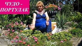 Портулак Посадка И Уход Фото