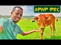 ያገሬው ሰዎች እንደ ልጃቸው የሚሳሱለት ማራኪው ለምለም ምድር ወሎ ቃሉ በኬ ሜዳ