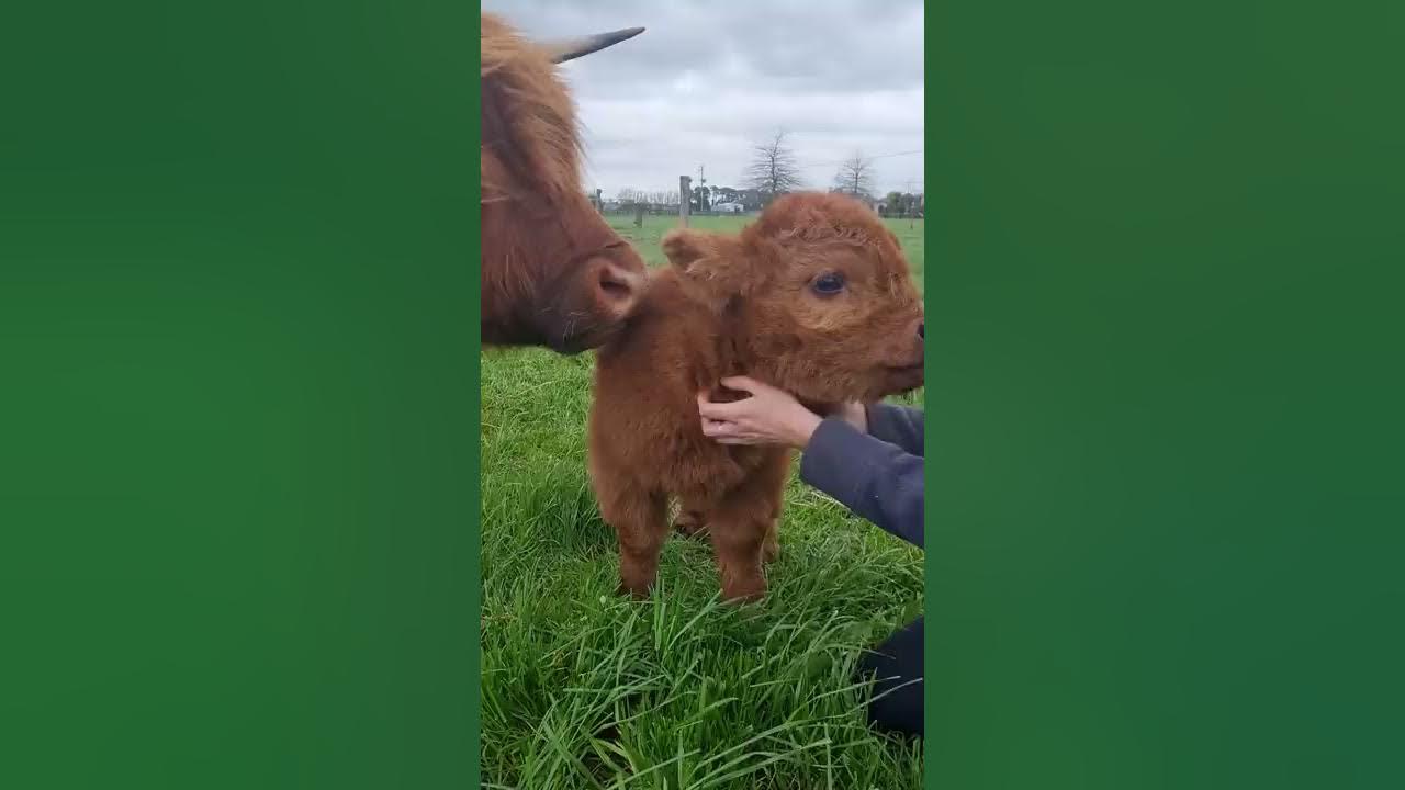 Cute Baby Highland Cow || ViralHog - YouTube