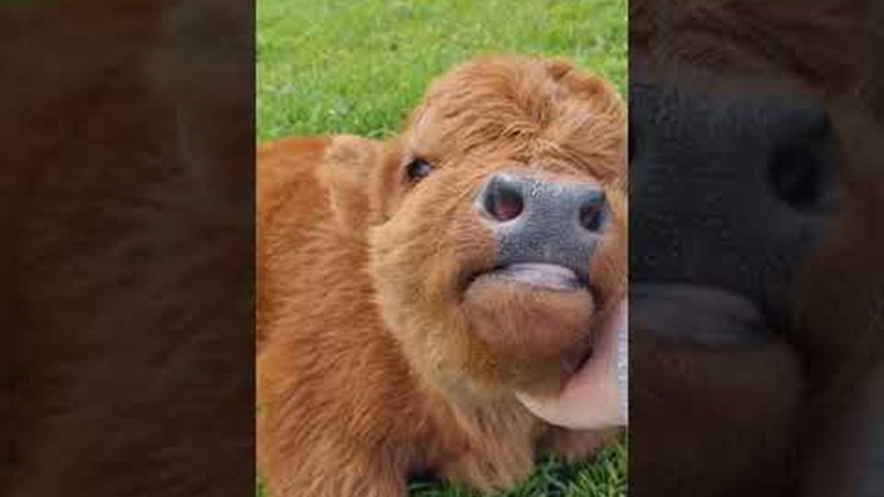 Cute Baby Highland Cow || ViralHog