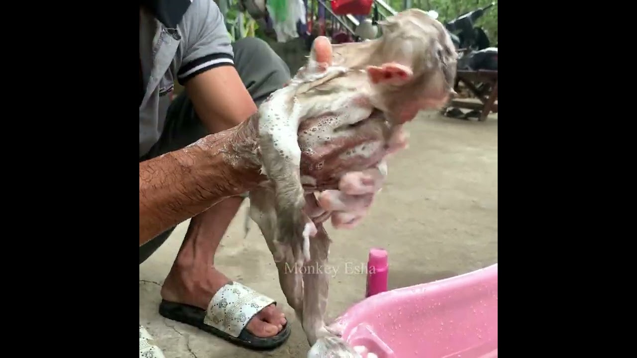 Baby monkey Sabi and Esha took a bath together.