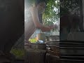 Nature simple way of life Documentary film #film #documentary #film #natutre #diphukarbianglong 