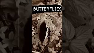 A nervous palpitation, or fluttering feeling in the stomach.