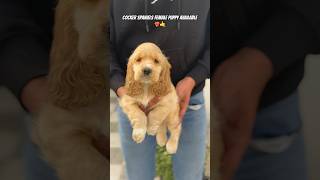 Cocker spaniel #dog #dogbreed #alert #pitbullpitbull #doglover #4k #dogtype #cockerspaniel