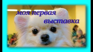 ВЫСТАВКА СОБАК! САРАТОВ! ЮКИ ВПЕРВЫЕ НА ВЫСТАВКЕ! ВЫСТАВКА СОБАК! САРАТОВ! ЮКИ ВПЕРВЫЕ НА ВЫСТАВКЕ!