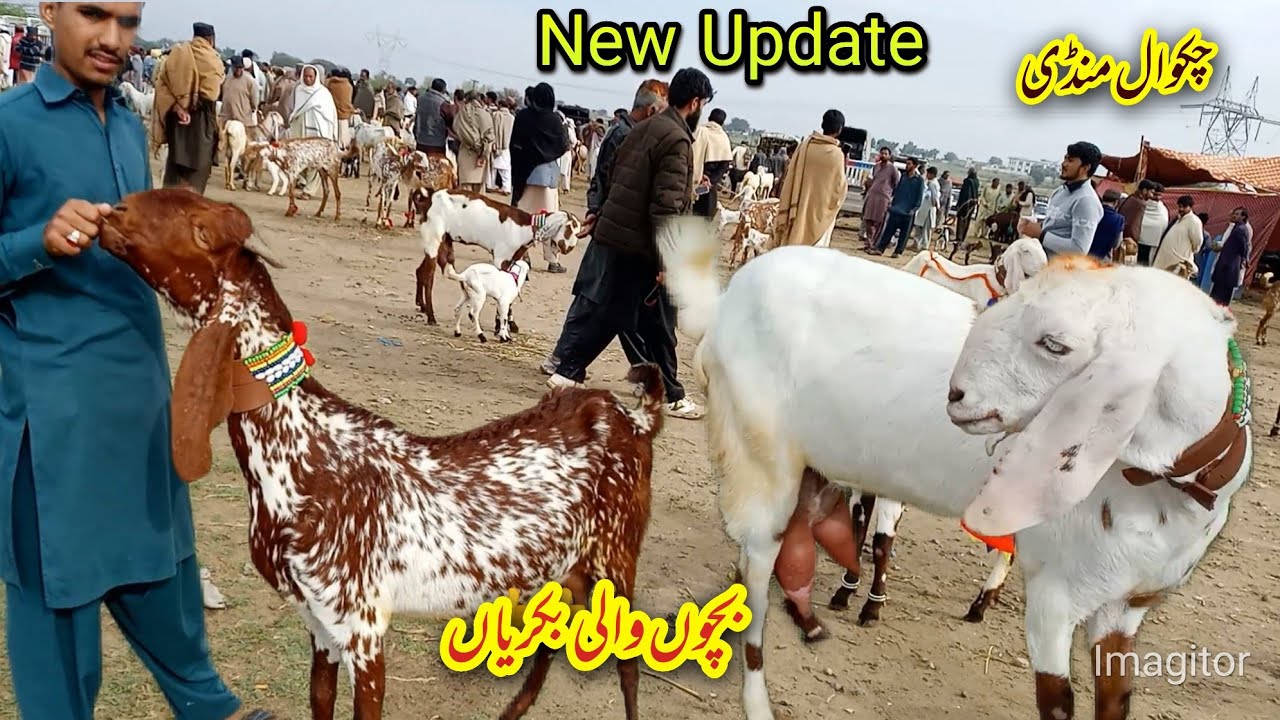 Bakra Mandi Chakwal Latest Update بچوں والی بکریاں Goats video